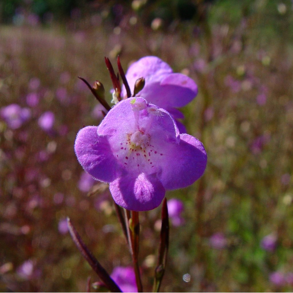 Availabilitylocation Riverside Native Perennials 