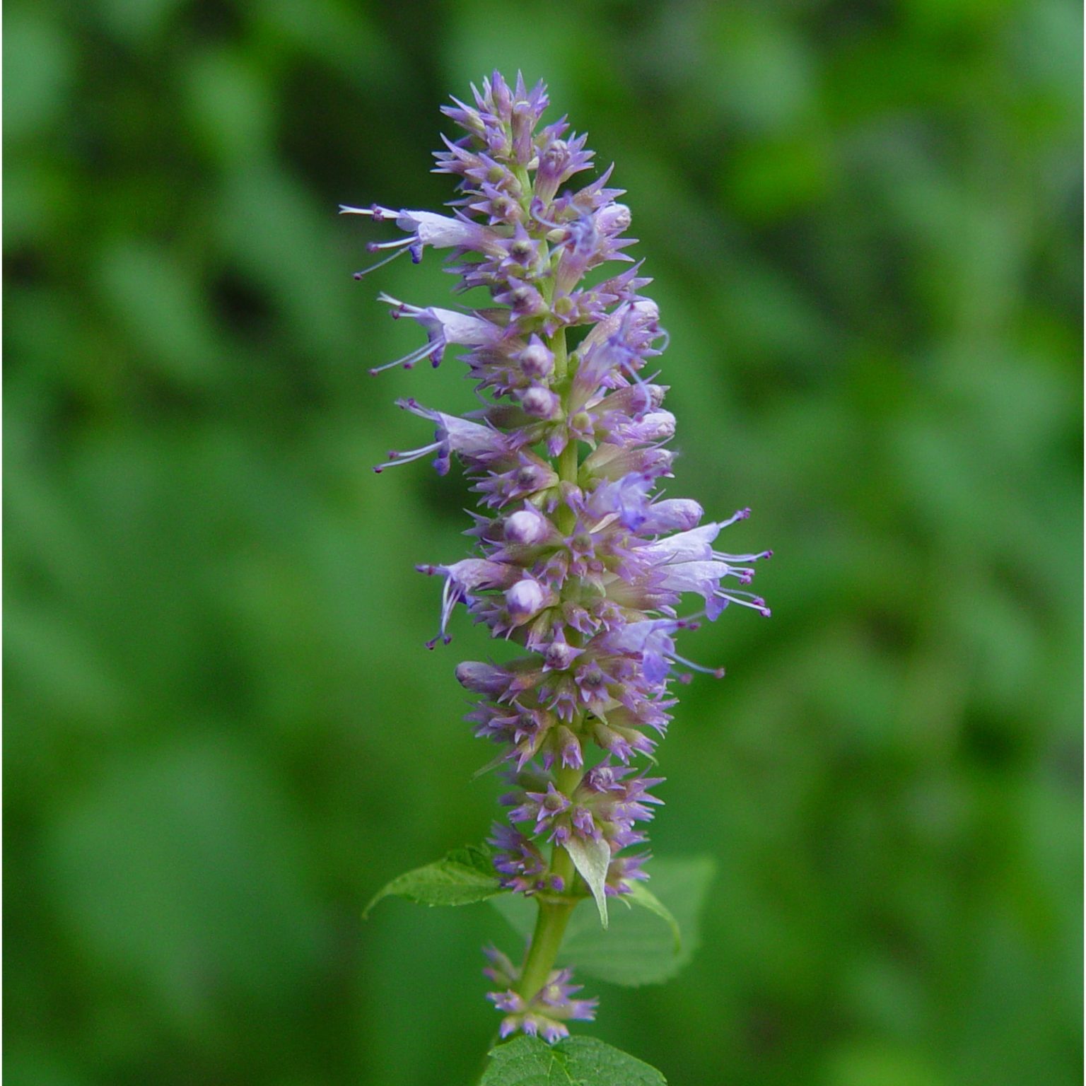 Availabilitylocation Riverside Native Perennials 