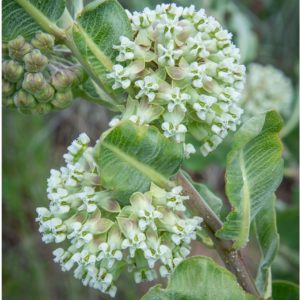 Western Sand Milkweed
