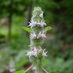 Hairy Wood Mint - Riverside Native Perennials