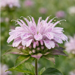 Bradbury's Monarda