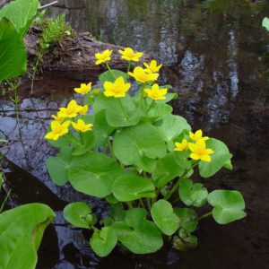 Marsh Marigold