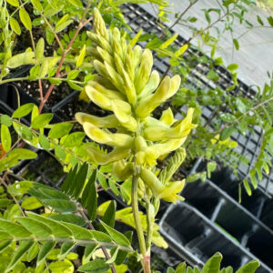 Canada Milkvetch