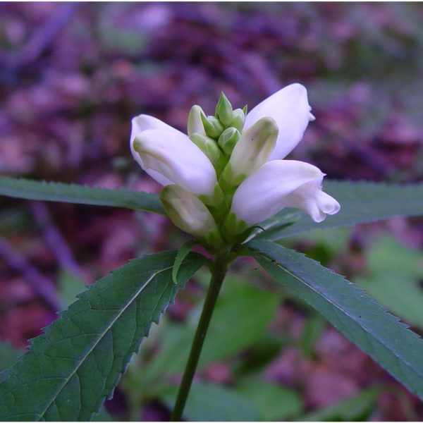 Availabilitylocation Riverside Native Perennials 