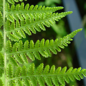 Hay Scented Fern