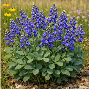 Dwarf Blue Indigo