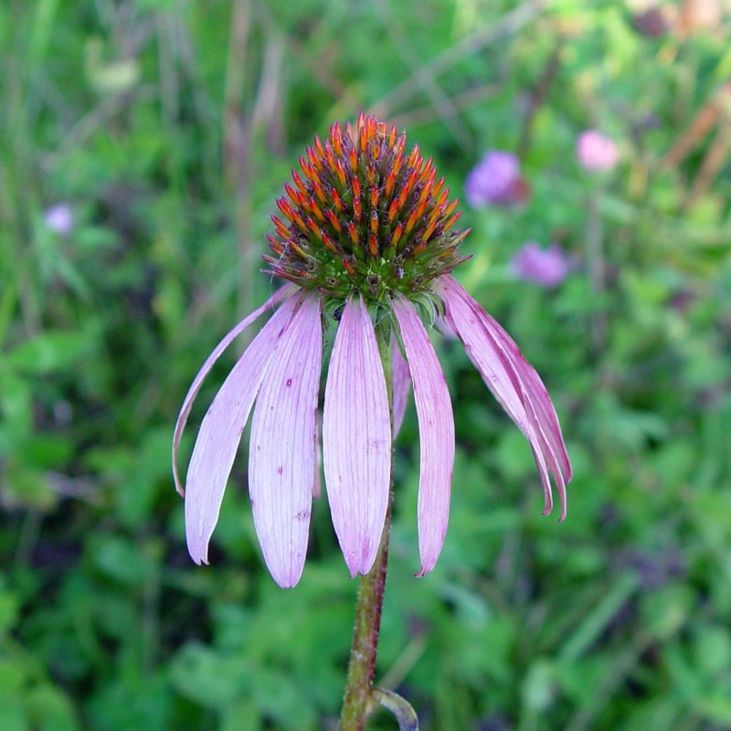 Availabilitylocation Riverside Native Perennials 