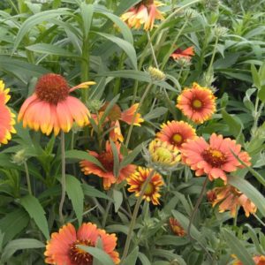 Blanket Flower