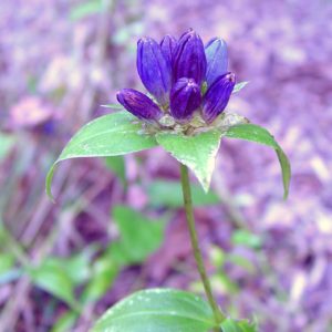 Bottle Gentian