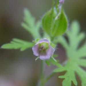 Cranesbill