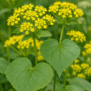 Heart Leaved Golden Alexanders