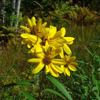 Sawtooth Sunflower - Riverside Native Perennials