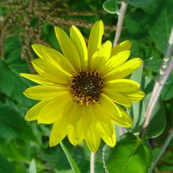 Downy Sunflower - Riverside Native Perennials