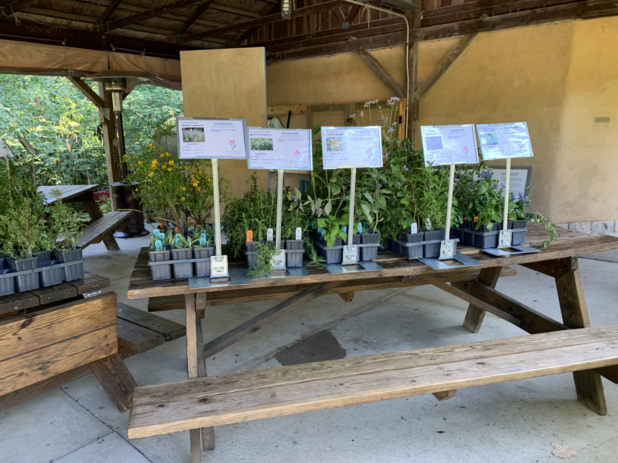 Onsite Native Plant Sale Riverside Native Perennials