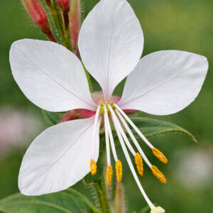 Large Flowered Gaura