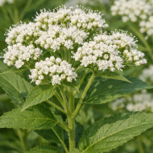 Late Boneset