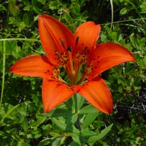Prairie Lily
