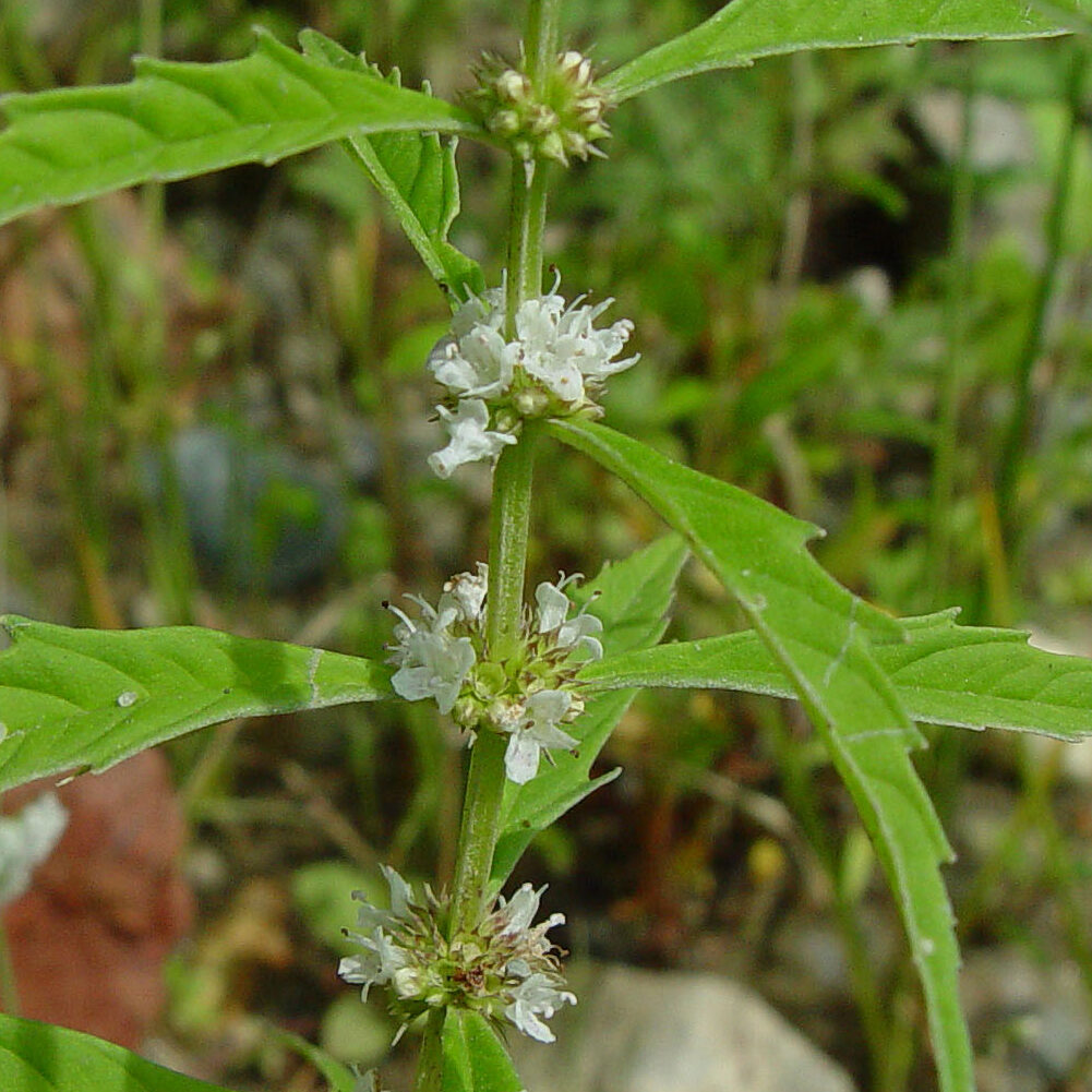 Water Horehound - Riverside Native Perennials