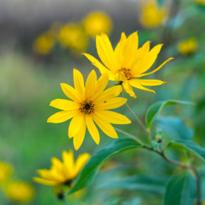 Maximilian's Sunflower - Riverside Native Perennials
