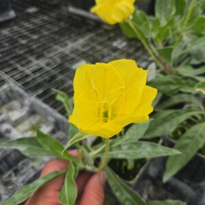 Missouri Evening Primrose