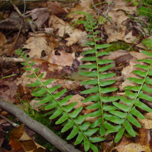 Christmas Fern