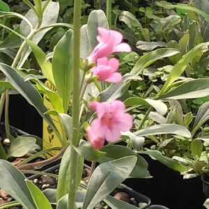 Parry's Penstemon - Riverside Native Perennials