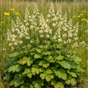 Prairie Alumroot