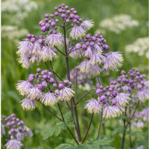 Purple Meadow Rue