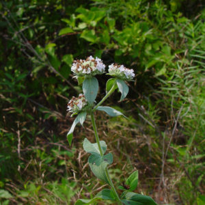 Clustered Mountain Mint - Riverside Native Perennials