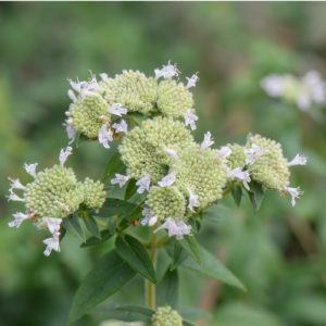 Hairy Mountain Mint