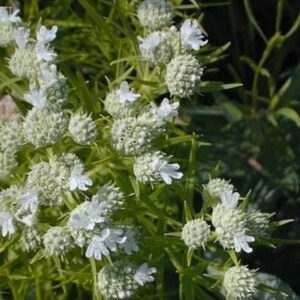 Slender Mountain Mint