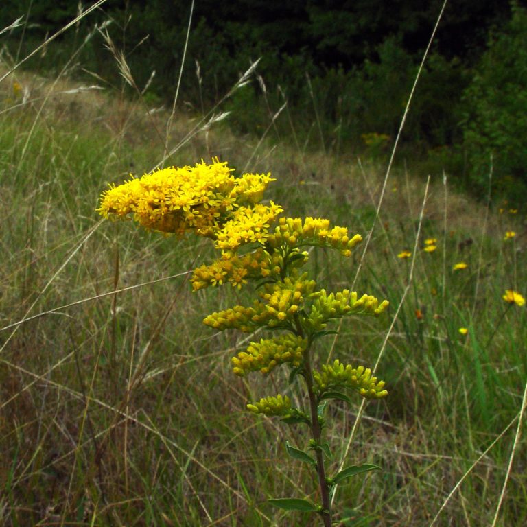 Prairie Cinquefoil Riverside Native Perennials 