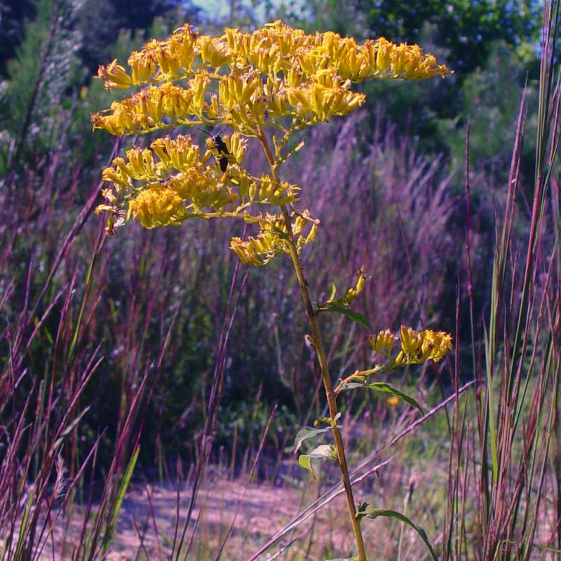 Sky Blue Aster Riverside Native Perennials 