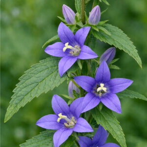 Tall Bellflower