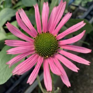 Tennessee Coneflower - Riverside Native Perennials