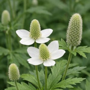 Thimbleweed