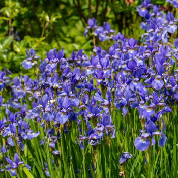 Northern Blue Flag Iris - Riverside Native Perennials