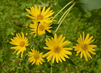 Silphium perfoliatum, the cup plant or cup-plant, is a species of flowering plant in the family Asteraceae, energy crop, silage, biomass