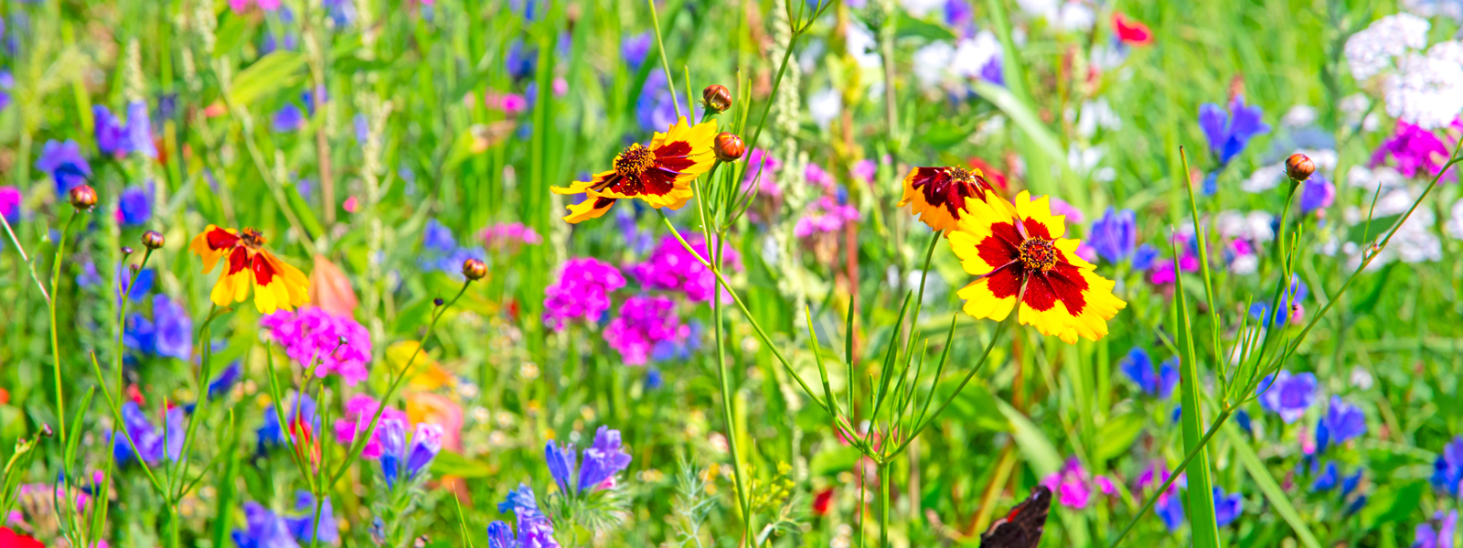 Riverside Native Perennials