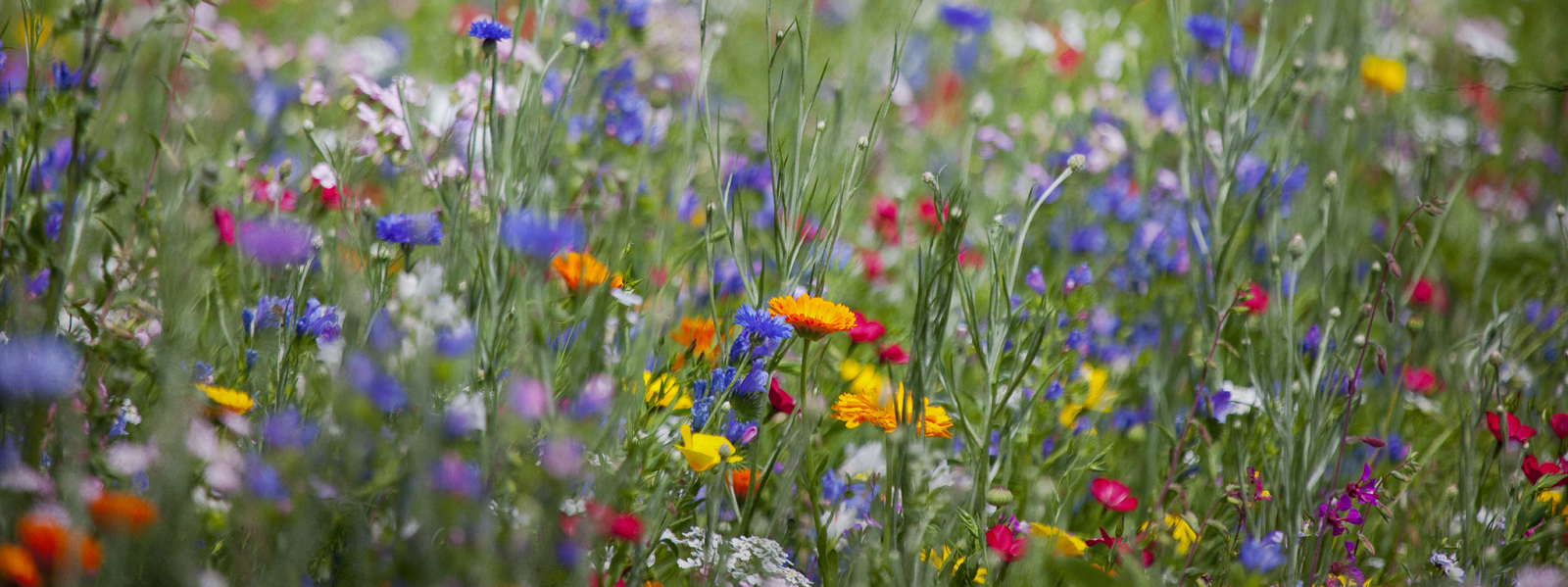 Riverside Native Perennials Riverside Native Perennials 