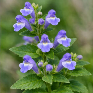 Small Skullcap